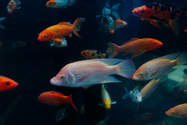 Photo by Dean on Unsplash — representative image for National Aquarium — Washington DC