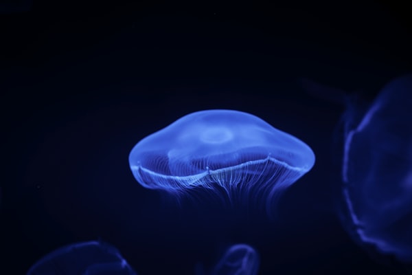 Photo by Jannet Serhan on Unsplash — representative image for Clearwater Marine Aquarium