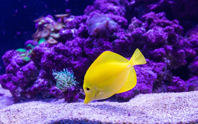 Photo by Craig Lovelidge on Unsplash — representative image for Tennessee Aquarium