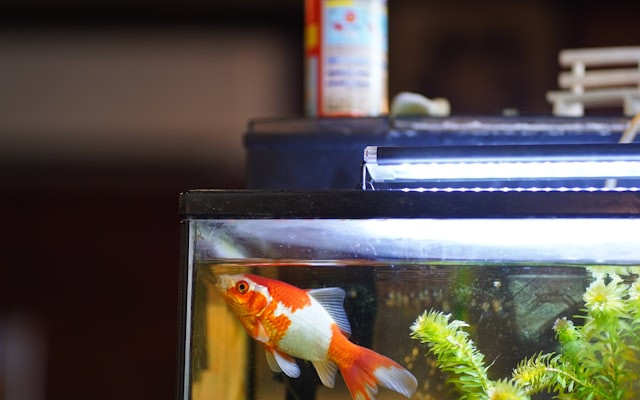 Photo by Yosuke Ota on Unsplash — representative image for OdySea Aquarium