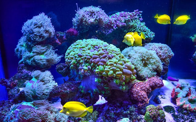 Photo by Dmytro Bukhantsov on Unsplash — representative image for Austin Aquarium