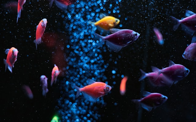 Photo by Maksym Sirman on Unsplash — representative image for One World Interactive Aquarium