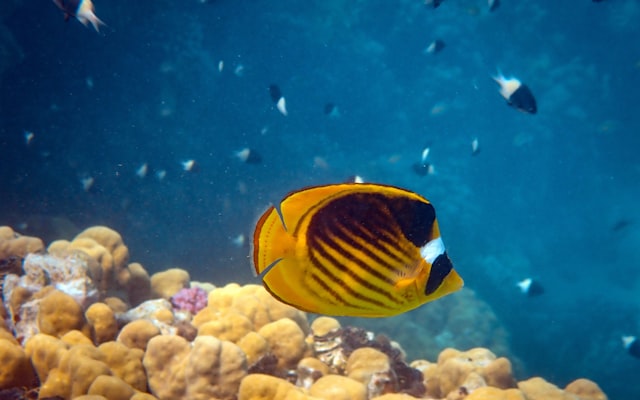 Photo by laura adai on Unsplash — representative image for OdySea Aquarium