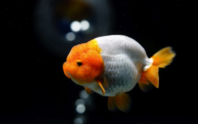 Photo by Bach Vu on Unsplash — representative image for Shark Reef Aquarium at Mandalay Bay