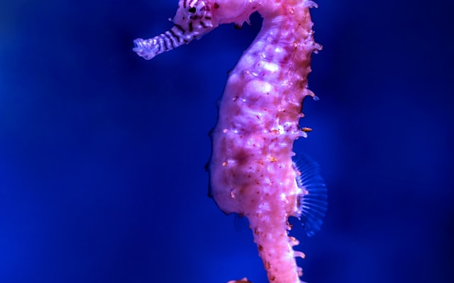 Photo by Getty Images on Unsplash — representative image for Silverton Casino Aquarium