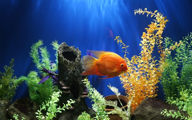 Photo by Delbert Pagayona on Unsplash — representative image for CABRILLO MARINE AQUARIUM (Museums)