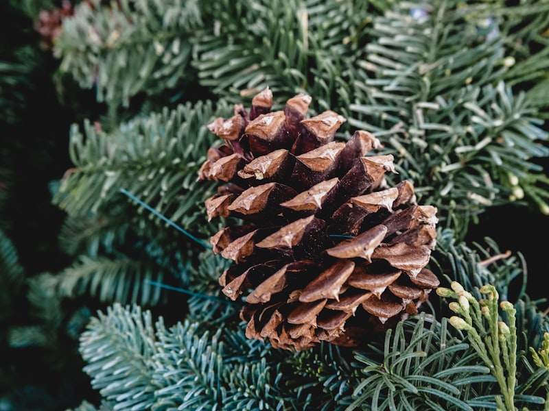 Photo by Samantha Jean on Unsplash — representative image for Christmas Tree Lane East & West and  South Lawn East & West