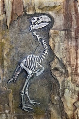 Photo by Preet Patel on Unsplash — representative image for Field Station Dinosaurs