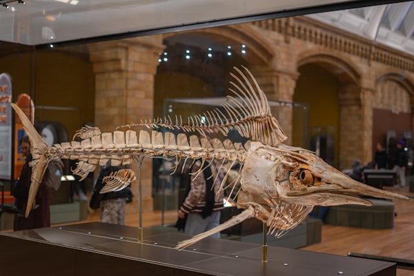 Photo by Jorge Escobedo on Unsplash — representative image for My Pet Dinosaur with The Arizona Puppet Theater