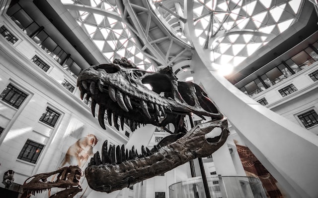 Photo by Kevin Rein Bantang on Unsplash — representative image for Build a Dinosaur Terrarium