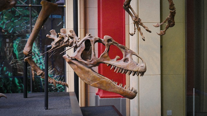 Photo by Arjun Raj on Unsplash — representative image for Dino Academy: A Dino Discovery Adventure