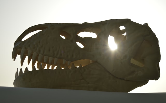 Photo by Richard Multimedia on Unsplash — representative image for Dinosaur Adventure with Brett Roberts