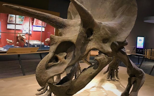 Photo by Richard Martin on Unsplash — representative image for Dinosaur Fun! A 1,000 Books before Kindergarten Celebration