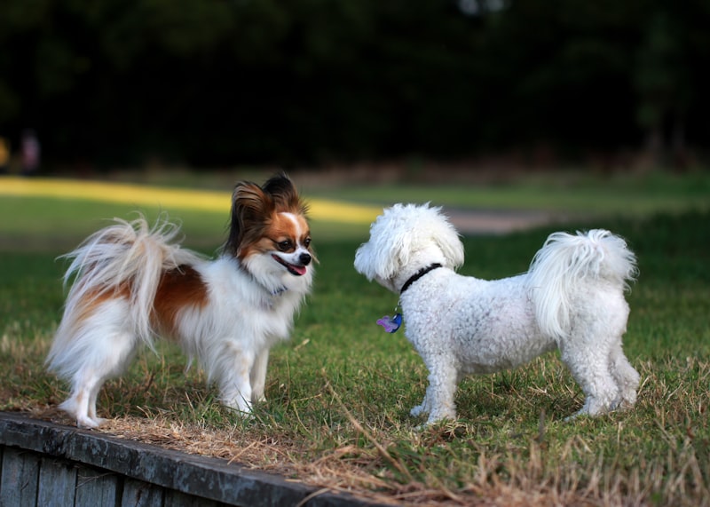 Photo by Sandy Millar on Unsplash — representative image for Brattleboro Dog Park