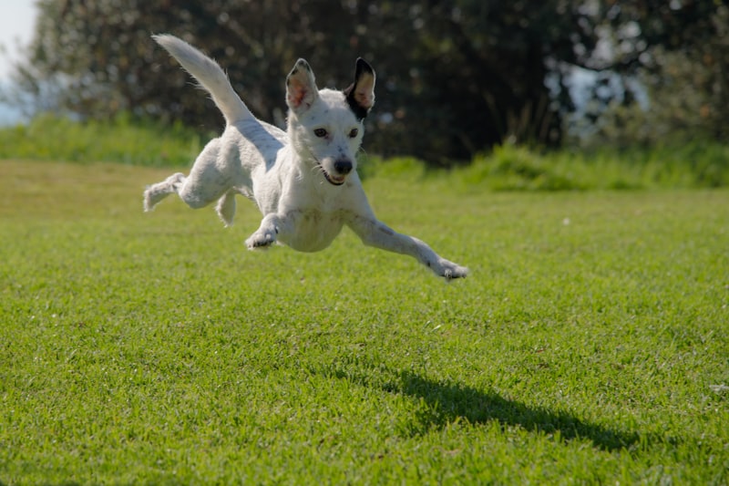 Photo by Ron Fung on Unsplash — representative image for Diving Dog Brewhouse