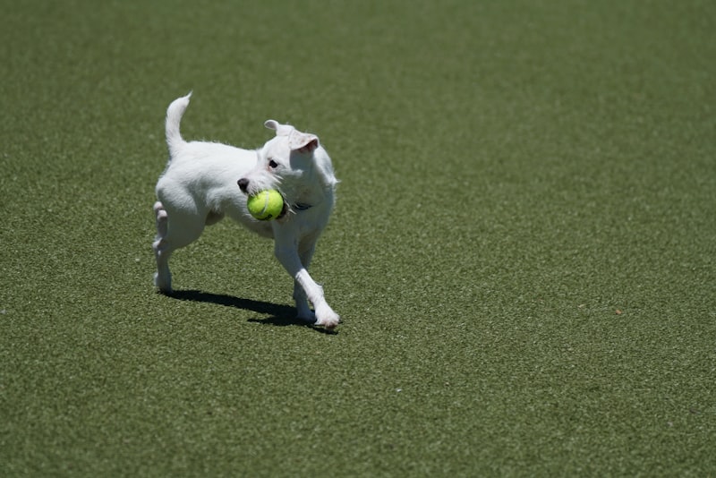 Photo by Donald Teel on Unsplash — representative image for Downtown Dog Park