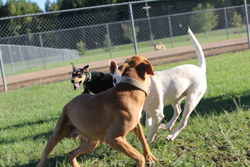 Photo by Judy Beth Morris on Unsplash — representative image for Barre Dog Park