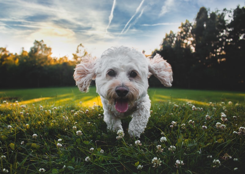Photo by Joe Caione on Unsplash — representative image for Dog Days After Dark