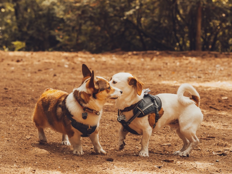 Photo by Sofia Shultz on Unsplash — representative image for spcaLA Dog Training