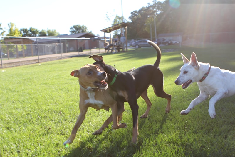 Photo by Judy Beth Morris on Unsplash — representative image for Arcadia Dog Park