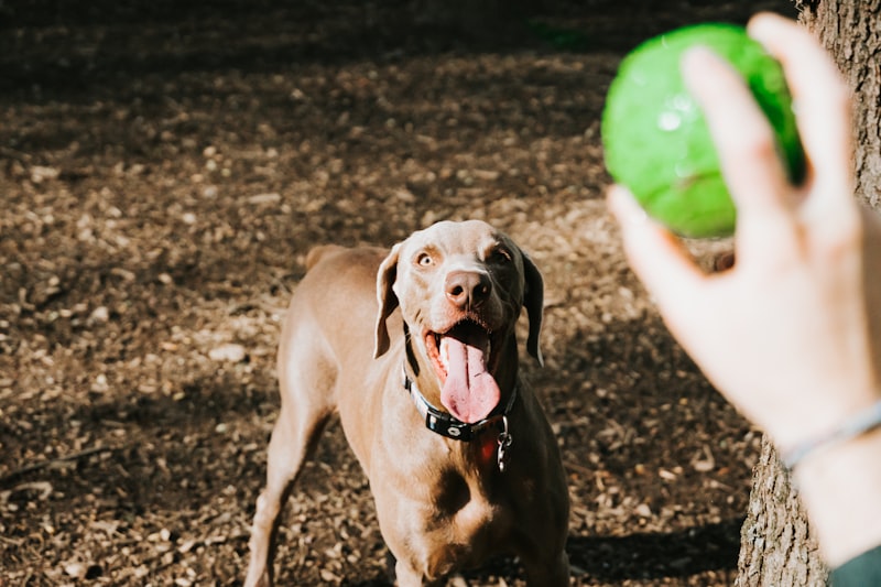 Photo by Tatiana Rodriguez on Unsplash — representative image for Sunset Dog Park