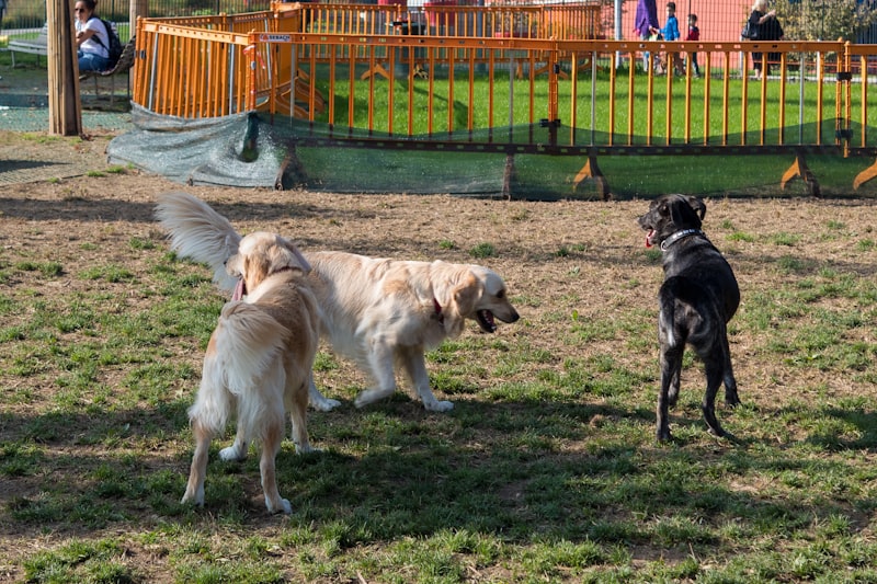 Photo by Rui Alves on Unsplash — representative image for Takoma Dog Park