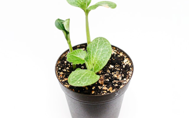 Photo by Suri Huang on Unsplash — representative image for Windmill Community Garden