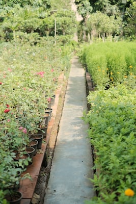 Photo by Yoksel 🌿 Zok on Unsplash — representative image for The Market At Trustees' Garden