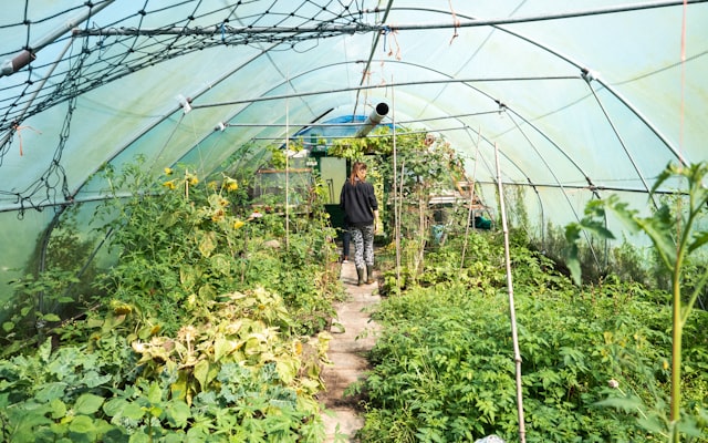 Photo by Frank Holleman on Unsplash — representative image for Garden: After Dark