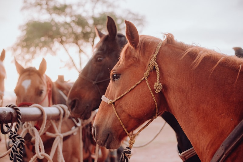 Photo by Bailey Alexander on Unsplash — representative image for Horse Drawn Carriage Co., LLC