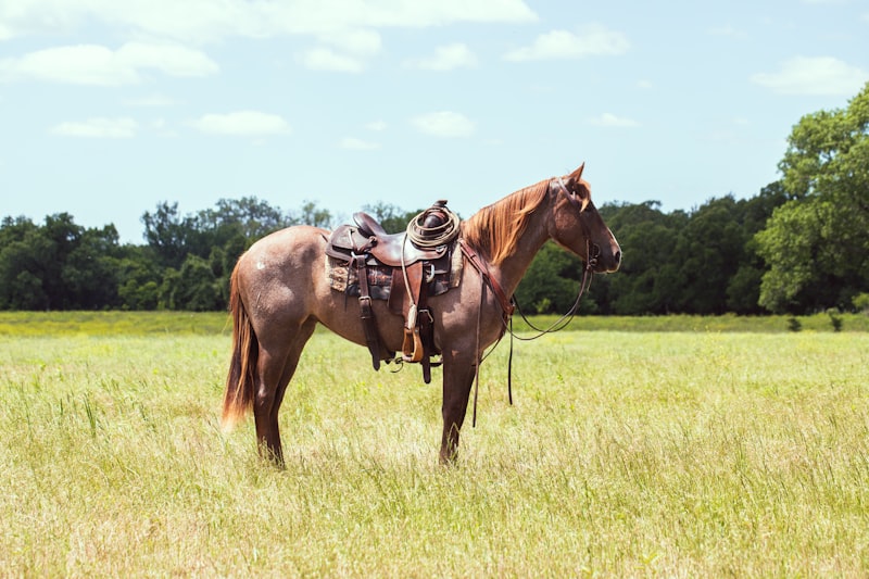 Photo by Howard R Wheeler on Unsplash — representative image for Wild West Horseback Adventures