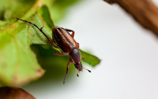 Photo by Ian Talmacs on Unsplash — representative image for Critter Barn [Off-Site]