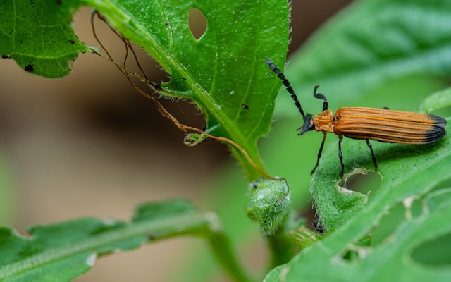 Photo by oktavianus mulyadi on Unsplash — representative image for Noble Creature Cask House