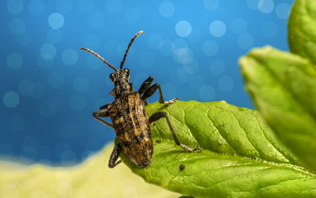 Photo by Erik Karits on Unsplash — representative image for Beneficial Backyard Bugs with Entomology Extension Specialist PJ Liesch