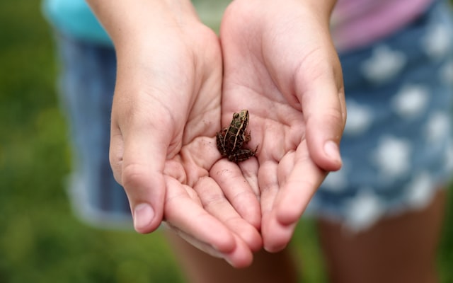 Photo by R. David Cummins on Unsplash — representative image for Spring Break: Bugs & Beaks