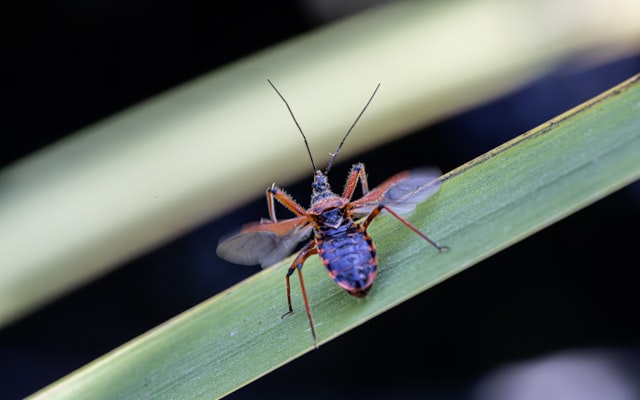 Photo by Erik Karits on Unsplash — representative image for Crafts for Kids: Model Magic Insects