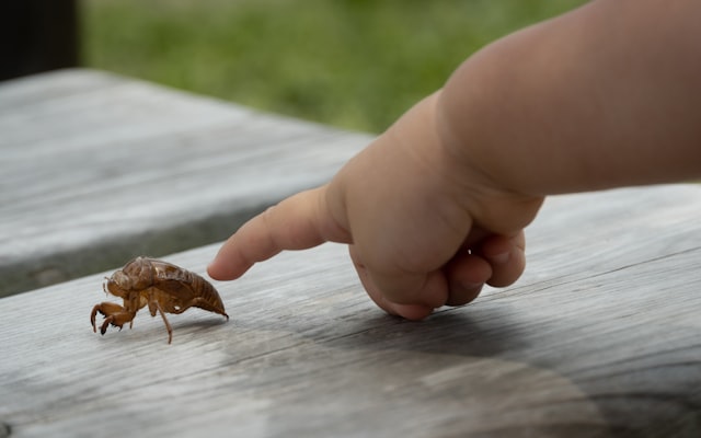 Photo by Sen on Unsplash — representative image for Critchlow Alligator Sanctuary's LIVE Reptile Show!