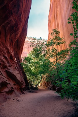 Photo by Sporisevic Photography on Unsplash — representative image for Arbor Day Tree Planting Proclamation, Ceremony, and Tree Giveaway