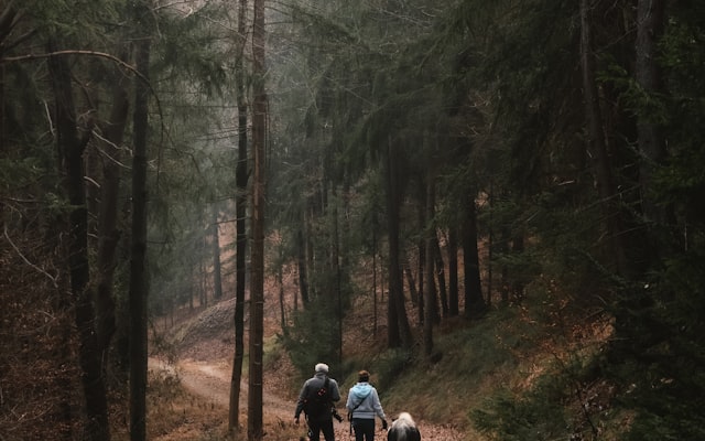 Photo by Ahmet Yüksek ✪ on Unsplash — representative image for Guided Bird Walk - Old Mission Dam