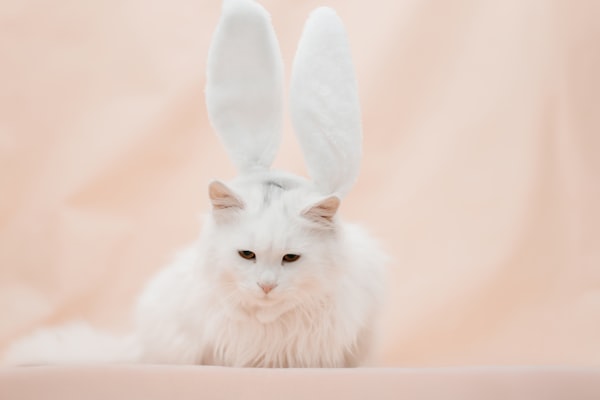 Photo by Marcin Szmigiel on Unsplash — representative image for Bark Park Central