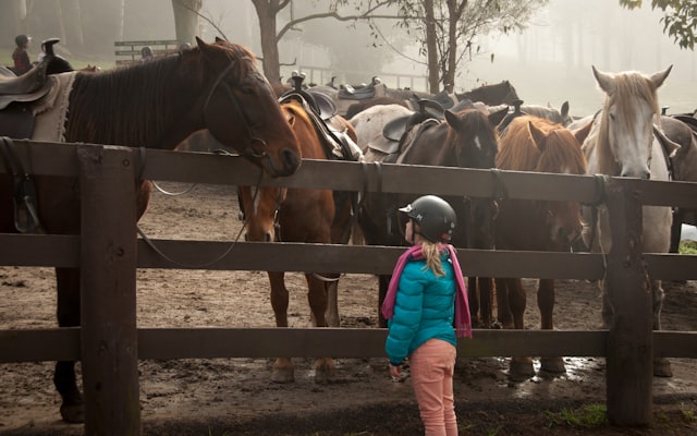 Photo by Joshua Earle on Unsplash — representative image for Animals in Focus Photography Class