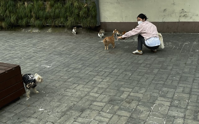 Photo by Geralty Yichen on Unsplash — representative image for San Diego Zoo