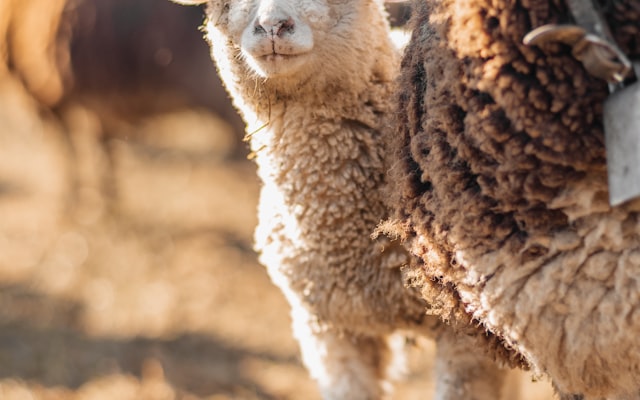 Photo by Joshua Earle on Unsplash — representative image for Elephant Valley Now Open