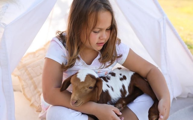 Photo by T C on Unsplash — representative image for Cat Tales STEM Kit Launch