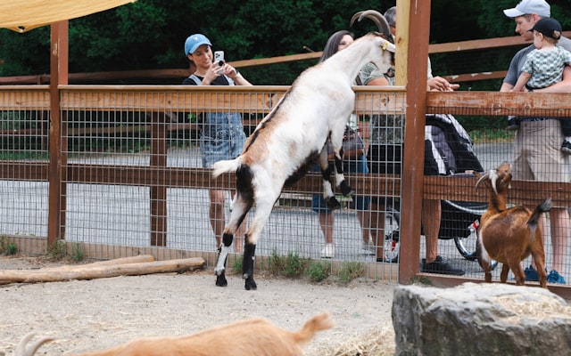 Photo by Nellie Adamyan on Unsplash — representative image for Fiesta Dog Show