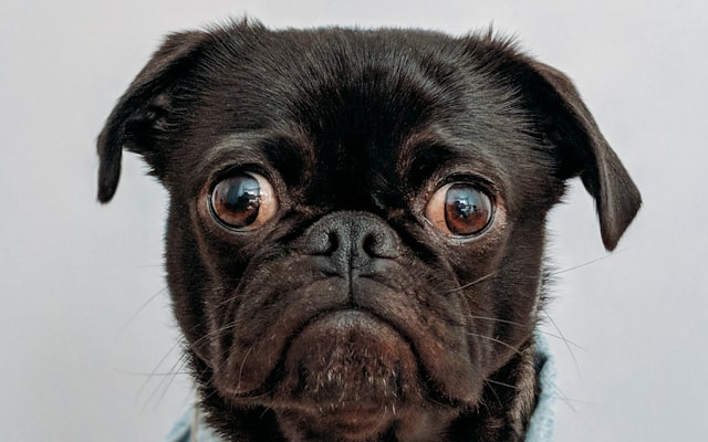 Photo by charlesdeluvio on Unsplash — representative image for San Diego Zoo Safari Park