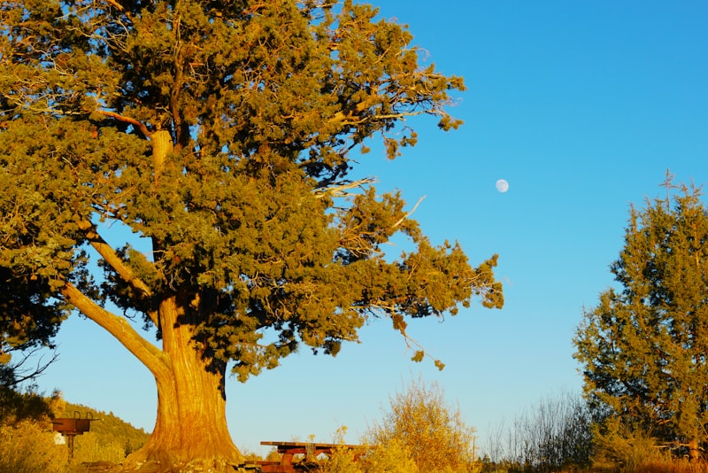 Photo by Ingrid Eich on Unsplash — representative image for Monthly Buck Off Competition