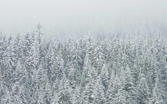 Photo by Kittitep Khotchalee on Unsplash — representative image for Thai Basil