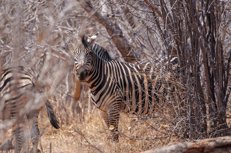 Photo by Ed Wingate on Unsplash — representative image for Presentation: Yggdrasil Urban Wildlife Rescue