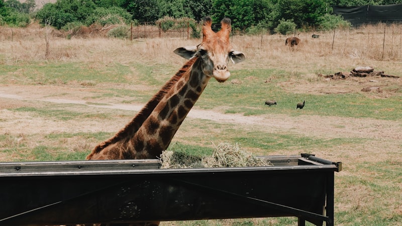 Photo by Tayla Kohler on Unsplash — representative image for Deer Conservation